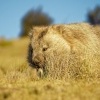 Vombat obecny - Vombatus ursinus - Common Wombat 4824